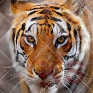 Tiger Animal & Wildlifes Mural 11793176_xxl