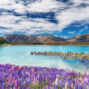 New Zealand South Island Scene Nature Floral Mural 13593783