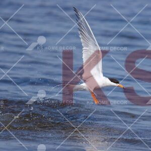 Bird Sea Water Animal & Wildlifes Mural 14190784_xxl