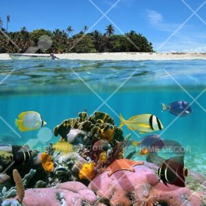 Underwater Ocean Fishes Animal & Wildlifes Mural 14381652_xxl