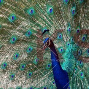 Peacock Animal & Wildlifes Mural 1477259_xl