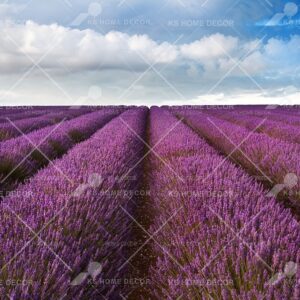Lavender Field Scene Nature Mural 15780209