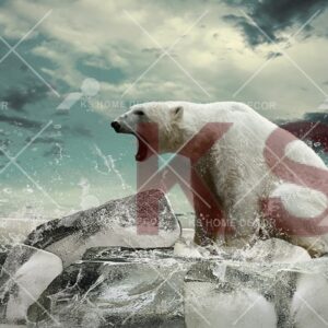 Polar Bear Animal & Wildlifes Mural 18370941_xl