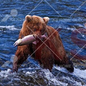 Bear Catch Fish Animal & Wildlifes Mural 18672572_xxl