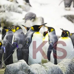 Iceland Penguins Animal & Wildlifes Mural 19449160_xl