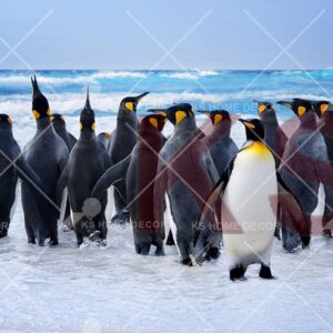 Penguins Animal & Wildlifes Mural 23653204_xl