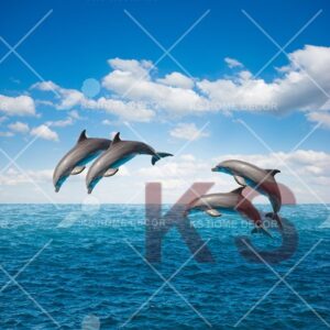 Dolphins Sea Ocean Animal & Wildlifes Mural 25168344