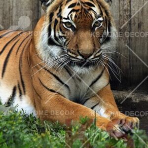 Tiger Animal & Wildlifes Mural 42254716