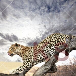 Leopard Animal & Wildlifes Mural 6051799_xxl