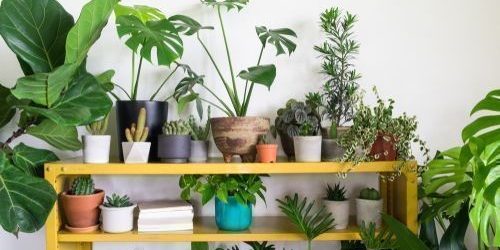 Water Plants Home Decor