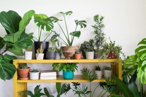 Water Plants Home Decor Water Plants Home Decor